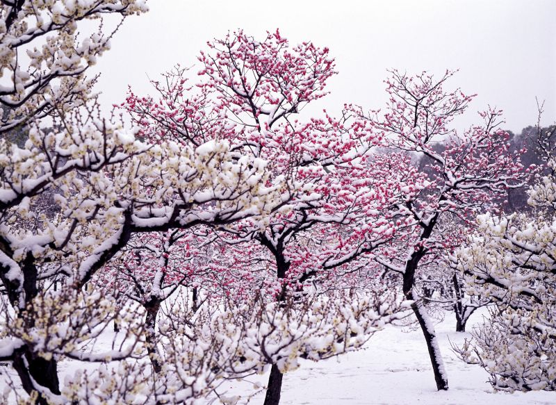 hoa Ume trong tuyết trắng hoa Ume trong tuyết trắng